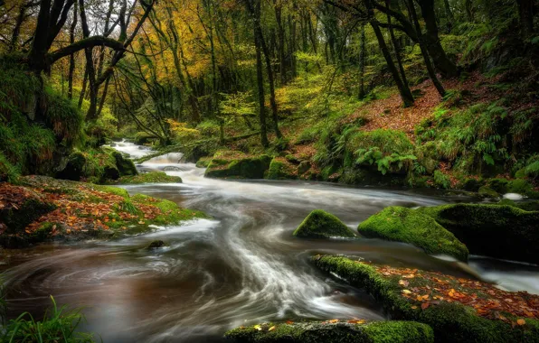 Forest, stones, moss, river