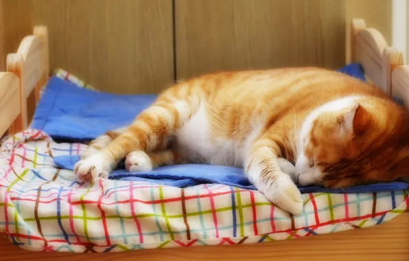 Cat, cat, face, pose, comfort, background, stay, bed