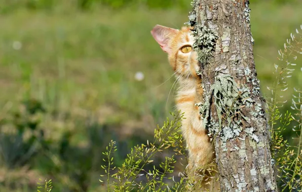 Cat, cat, tree
