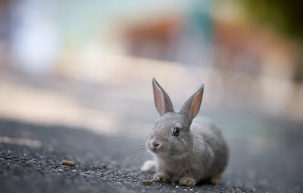 Nature, background, rabbit