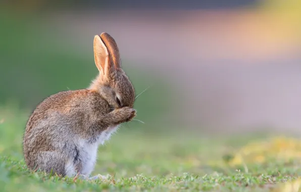 Animals, glade, rabbit, fold, Bunny, eared
