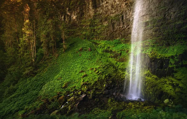 Forest, summer, waterfall