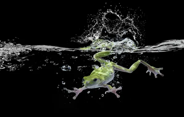Picture water, frog, black background