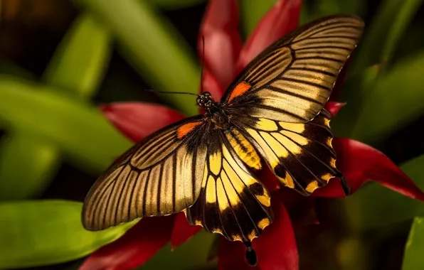 Picture leaves, macro, flowers, red, nature, butterfly, plant, insect