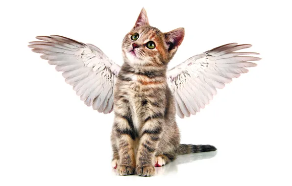 Picture cat, grey, cute, wings, angel, kitty, striped, funny