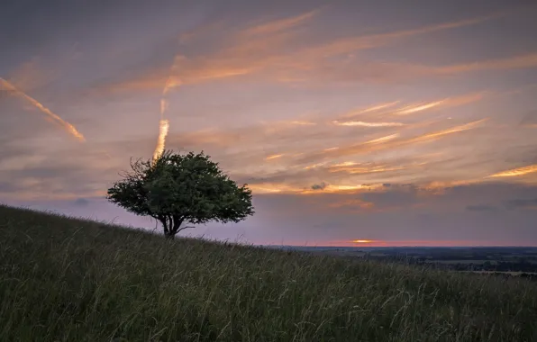 Field, trees, landscape, sunset