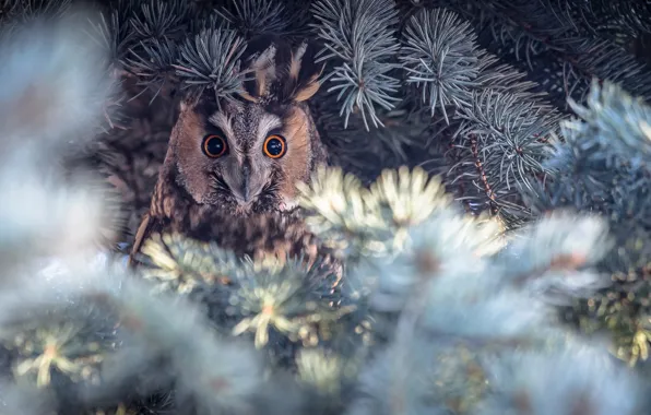Branches, nature, owl, bird, spruce, needles, long-eared owl, long-eared owl