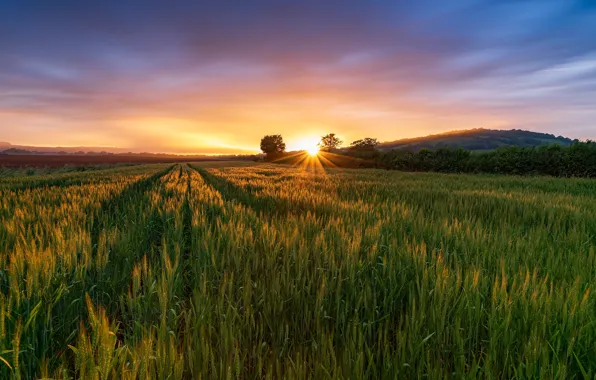 Greens, summer, the sky, the sun, clouds, rays, light, sunset