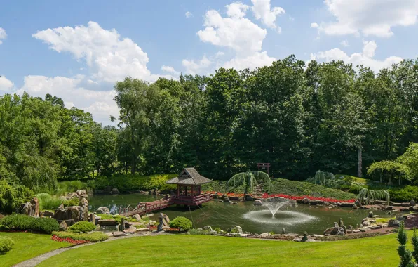 Picture greens, summer, the sky, grass, the sun, clouds, trees, pond