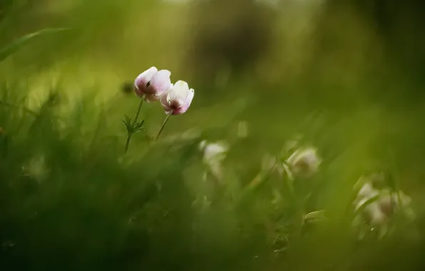 Wallpaper flowers, background, nature
