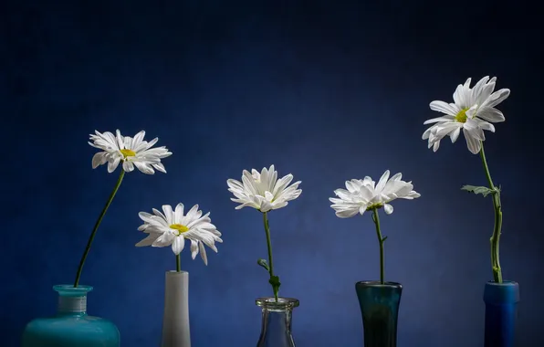 Flowers, chamomile, white, still life, chrysanthemum, blue background, vases