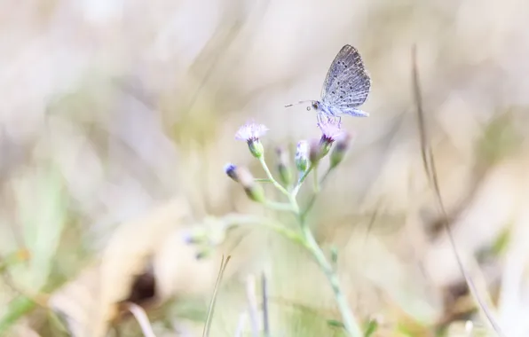Macro, flowers, nature, butterfly