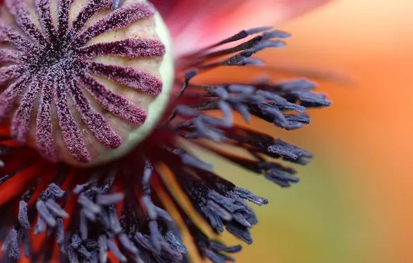 Picture flower, Mac, stamens, box