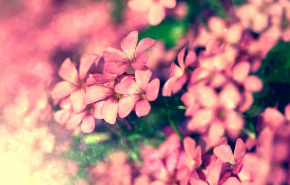 Macro, flowers, nature, bright, color, treatment, plants, blur