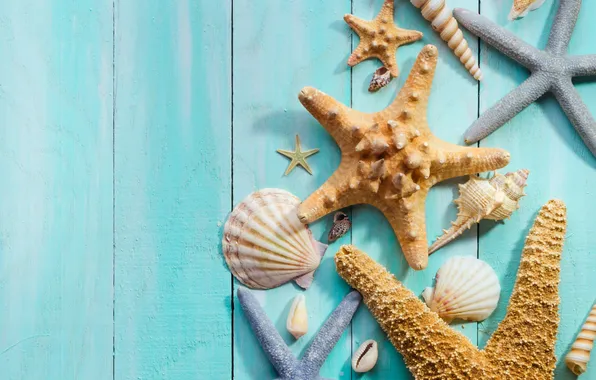 Shell, pebbles, starfish