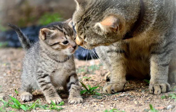 Cat, cats, kitty, motherhood