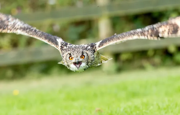 Owl, bird, flight