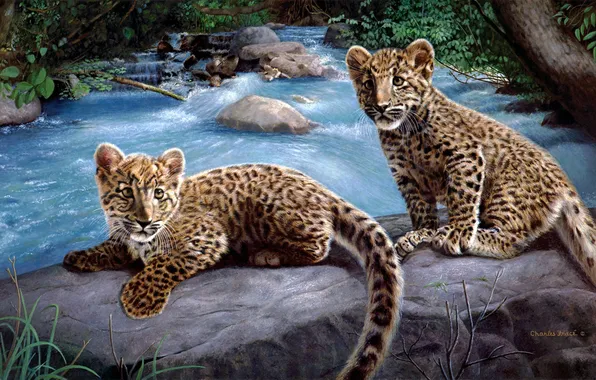 Stones, River, leopard, kittens