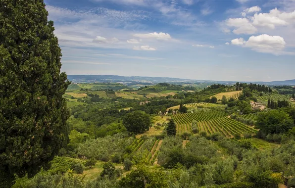 Trees, landscape, field, Italy, panorama, Italy, Tuscany, Tuscany