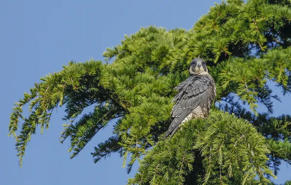 Trees, branches, bird, predator, Falcon, peregrine