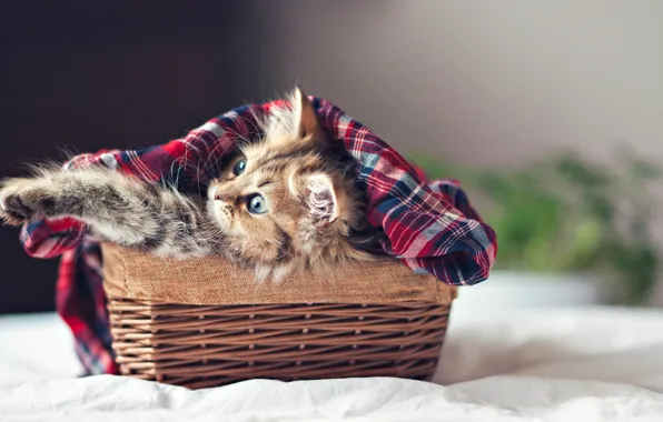 Cat, kitten, eyes, cat, kitty, face, basket, paws
