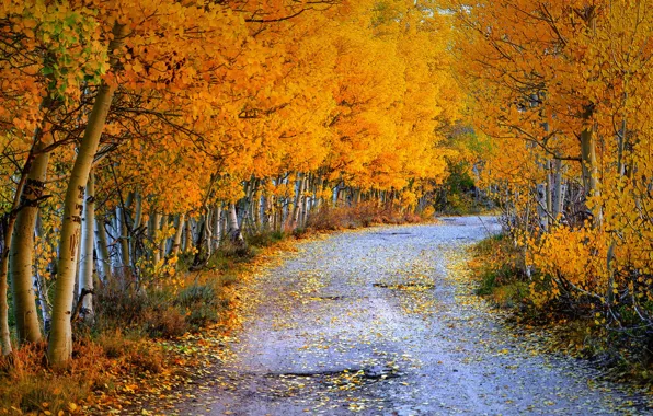 Road, autumn, nature