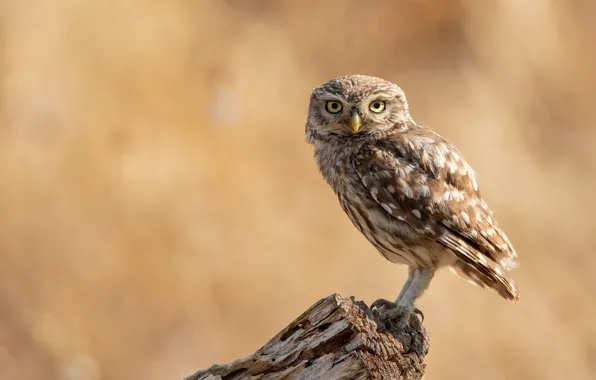 Picture look, trees, background, owl, bird, stump, brown, beige