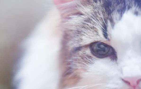 Cat, cat, macro, eyes, wool, nose