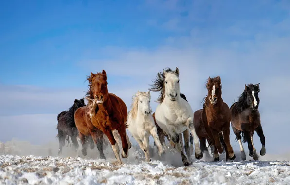 Picture the sky, snow, horse, the herd