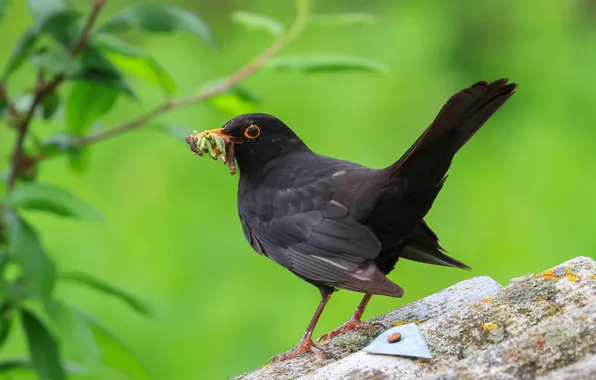 Branch, bird, food, Magov Marat, The chicks need to be fed