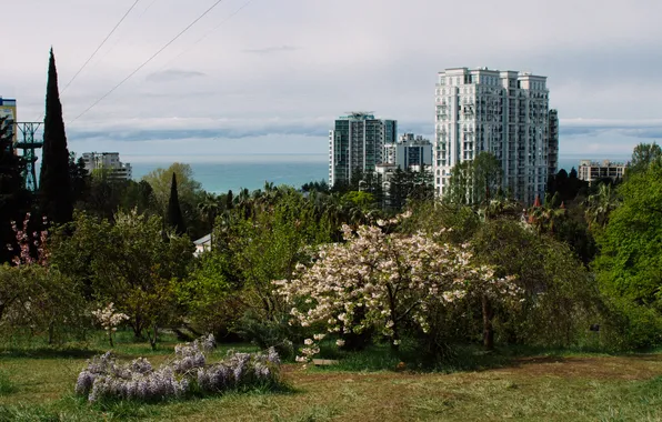 Sea, the sky, trees, the city, building, home, Sakura, Russia