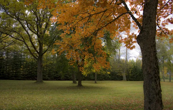 Autumn, trees, Park, Nature, trees, park, autumn, fall