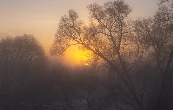 Forest, the sky, the sun, light, trees, branches, nature, fog