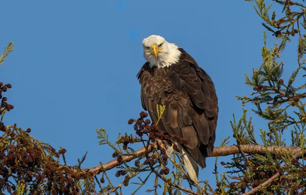 Branches, bird, eagle, needles, bumps, blue sky, bald eagle