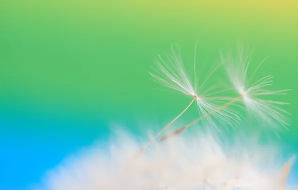 Green, dandelion, minimalism, fluff