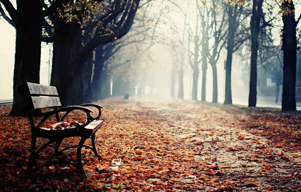 Autumn, Park, bench