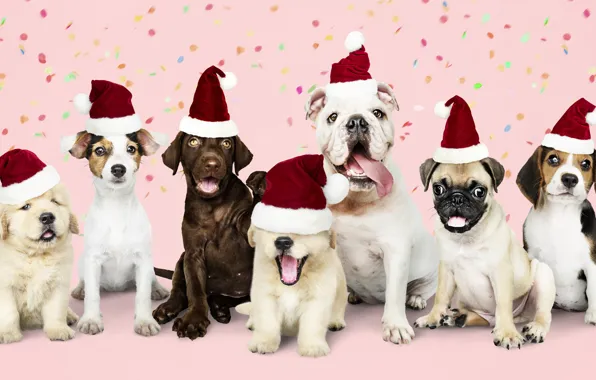 Dog, New Year, Christmas, puppy, happy, Santa, Christmas, puppy