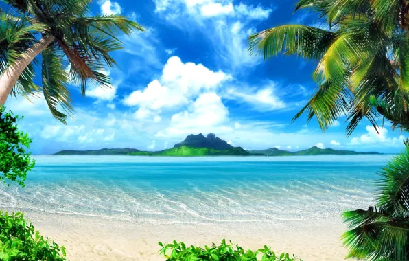 Beach, nature, tropics, palm trees