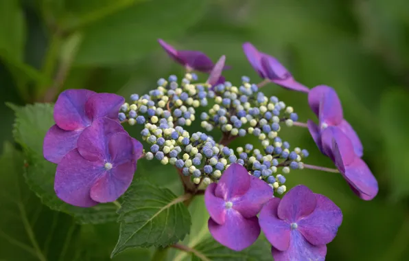 Picture greens, leaves, flowers, petals, hydrangea