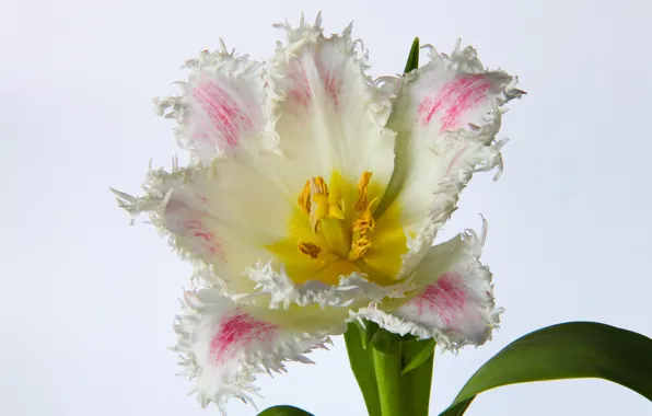 Picture photo, Flowers, Tulip