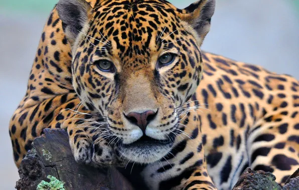 Picture face, paw, lies, Jaguar, looks