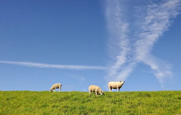 The sky, grass, sheep, three, sheep, three