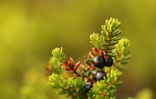 Macro, berries, bokeh, Crowberry
