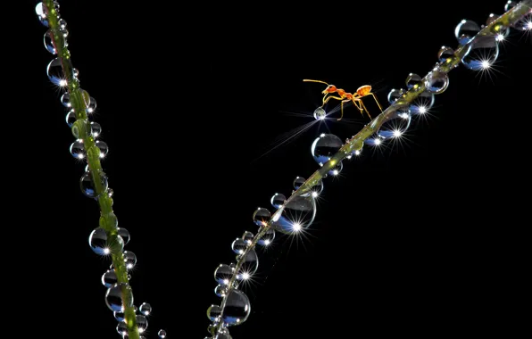Grass, water, the sun, drops, macro, light, reflection, droplets