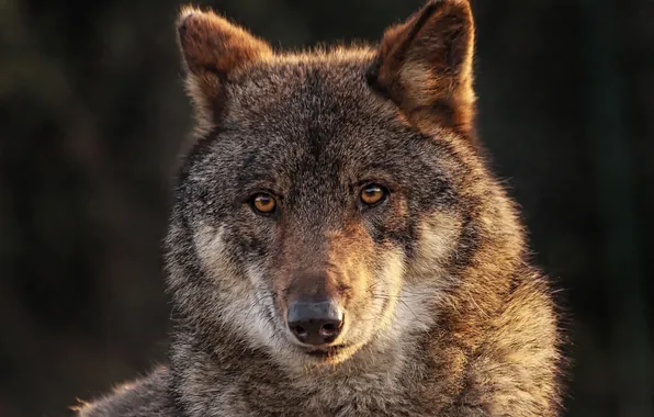 Picture nature, snow, predator, face, animal, wolf, wildlife, portrait
