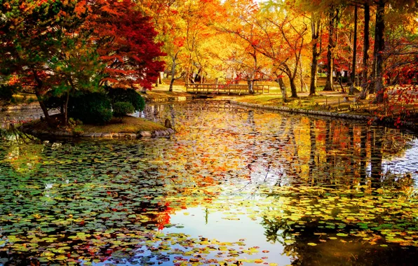 Picture autumn, leaves, trees, bridge, pond, Park, Japan, Okayama