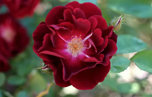 Picture flower, leaves, macro, nature, rose, buds, bokeh