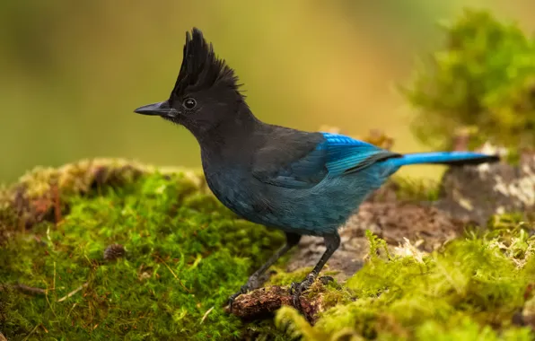 Bird, crest, Jay