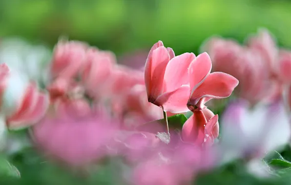 Macro, bokeh, cyclamen