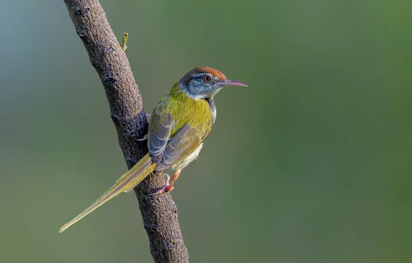 Picture bird, branch, krasnolesy dressmaker